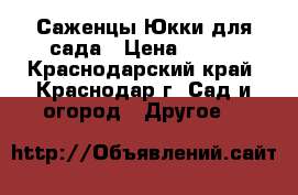 Саженцы Юкки для сада › Цена ­ 100 - Краснодарский край, Краснодар г. Сад и огород » Другое   